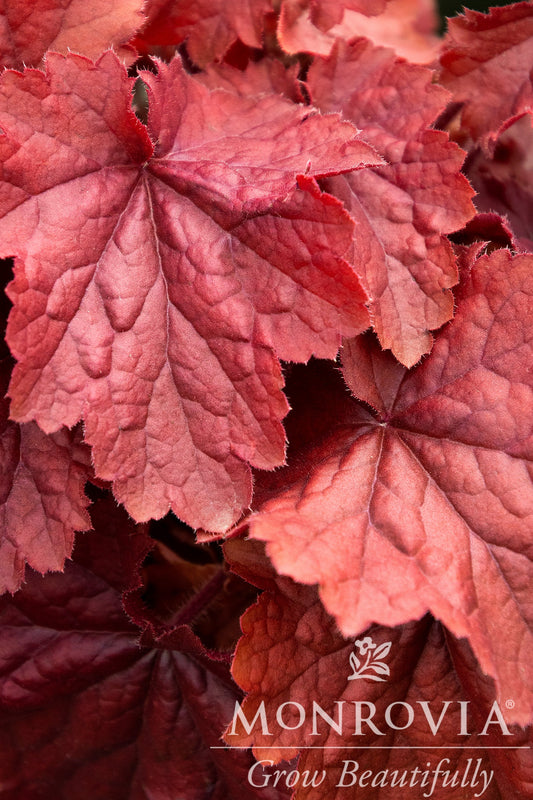 Heuchera | Northern Exposure Coral Bells | Lime - 1 Gallon