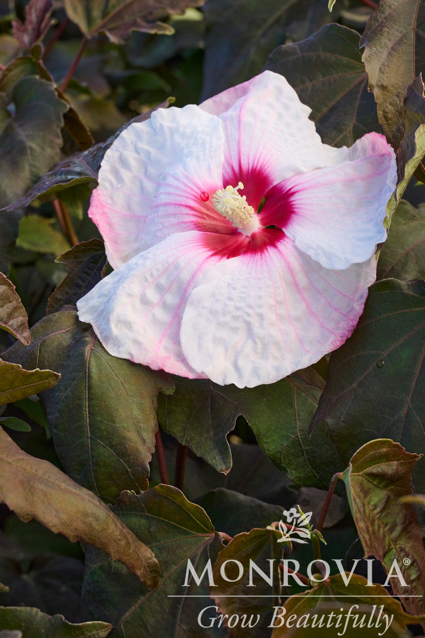 Hibiscus | Head Over Heels Hibiscus