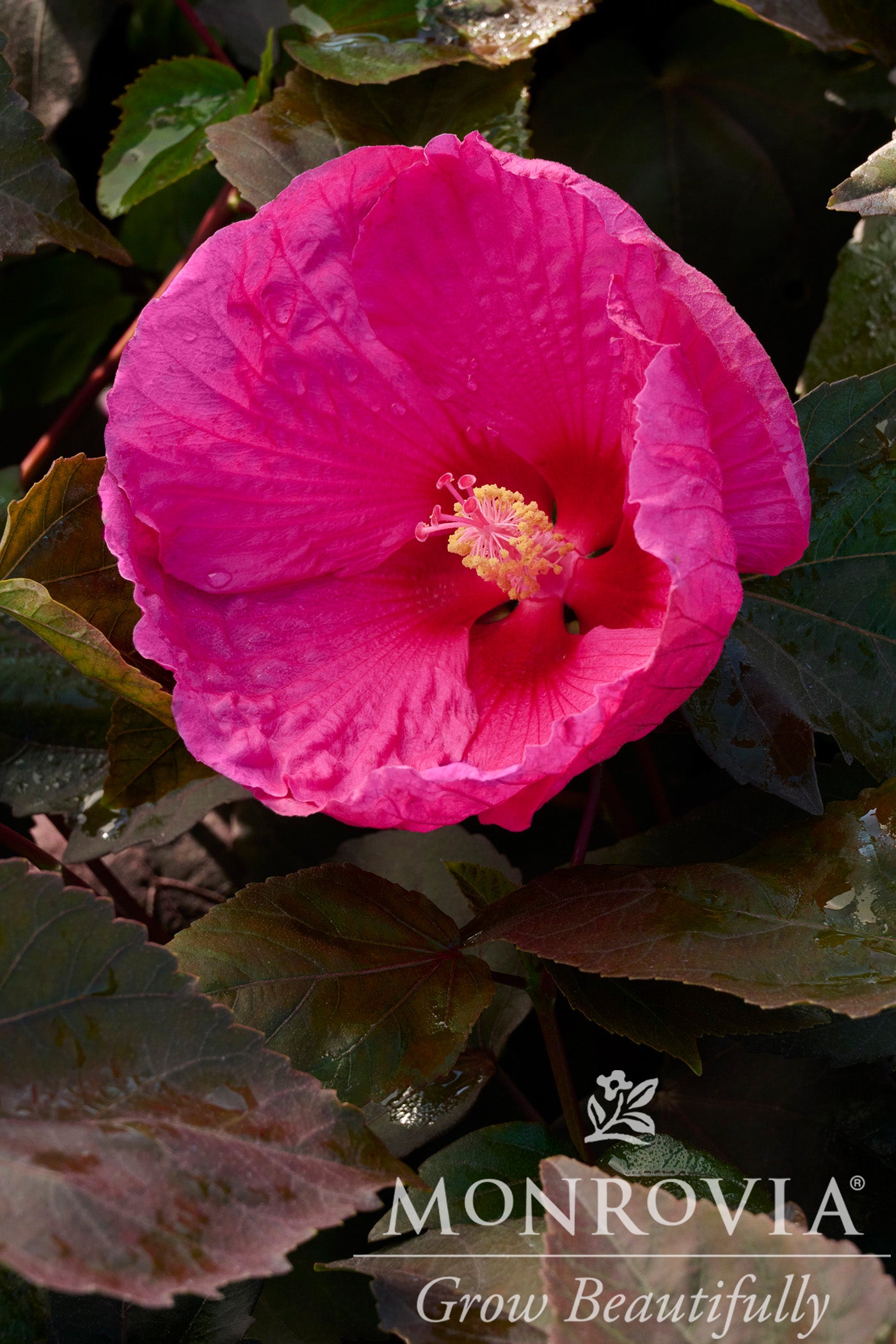 Hibiscus | Head Over Heels Hibiscus