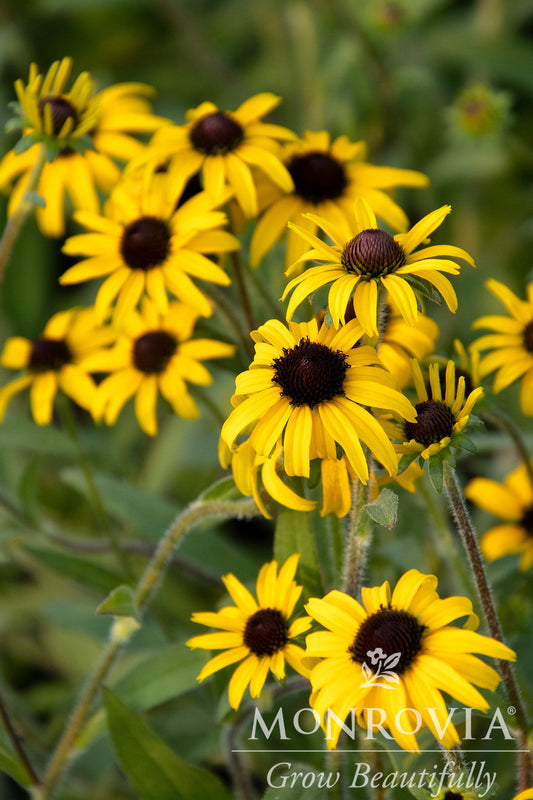 Rudbeckia | American Gold Rush Black-Eyed Susan - 1 Gallon