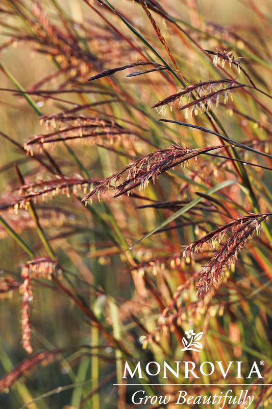Andropogon | Blackhawks Big Bluestem - 1 Gallon