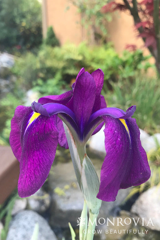 Iris | Variegated Japanese Water Iris - 1 Gallon