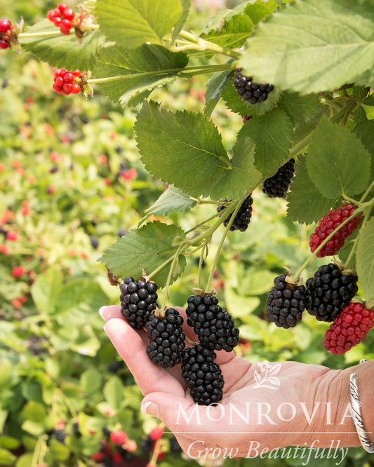 Rubus | Superlicious Blackberry - 2 Gallon