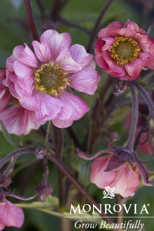 Geum | Tempo Rose Avens
