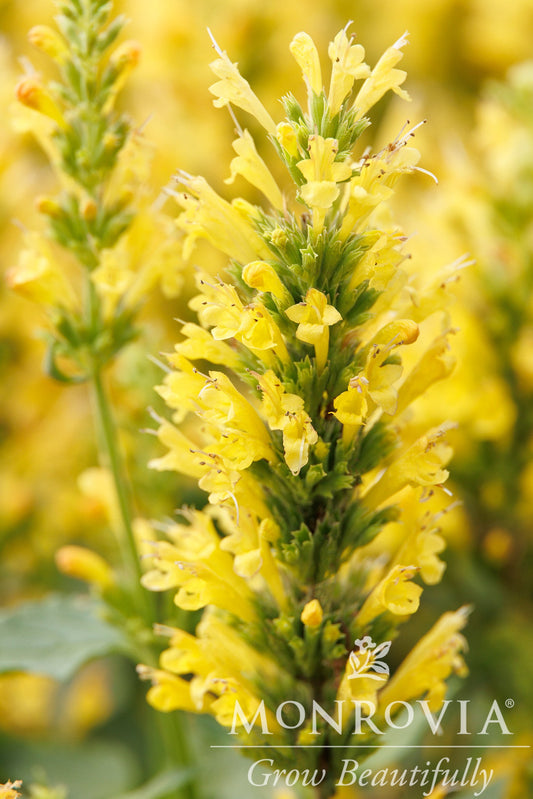 Agastache | Poquito Hummingbird Mint | Butter Yellow - 2 Gallon