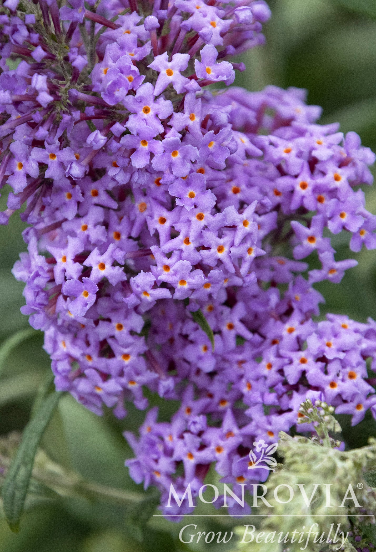 Buddleia | True Blue Butterfly Bush - 1 Gallon - Berns Garden Center