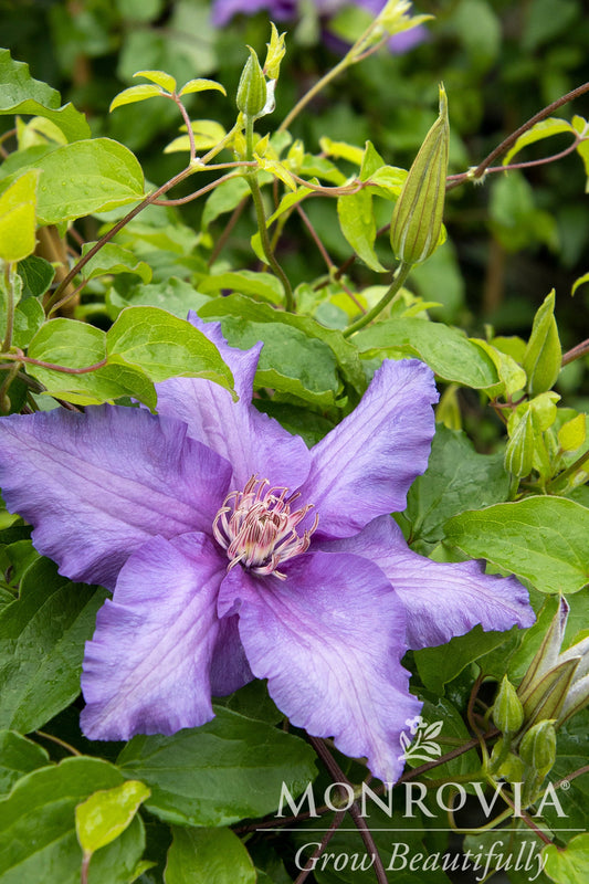 Clematis | Boulevard Clematis | Sacha - 1 Gallon