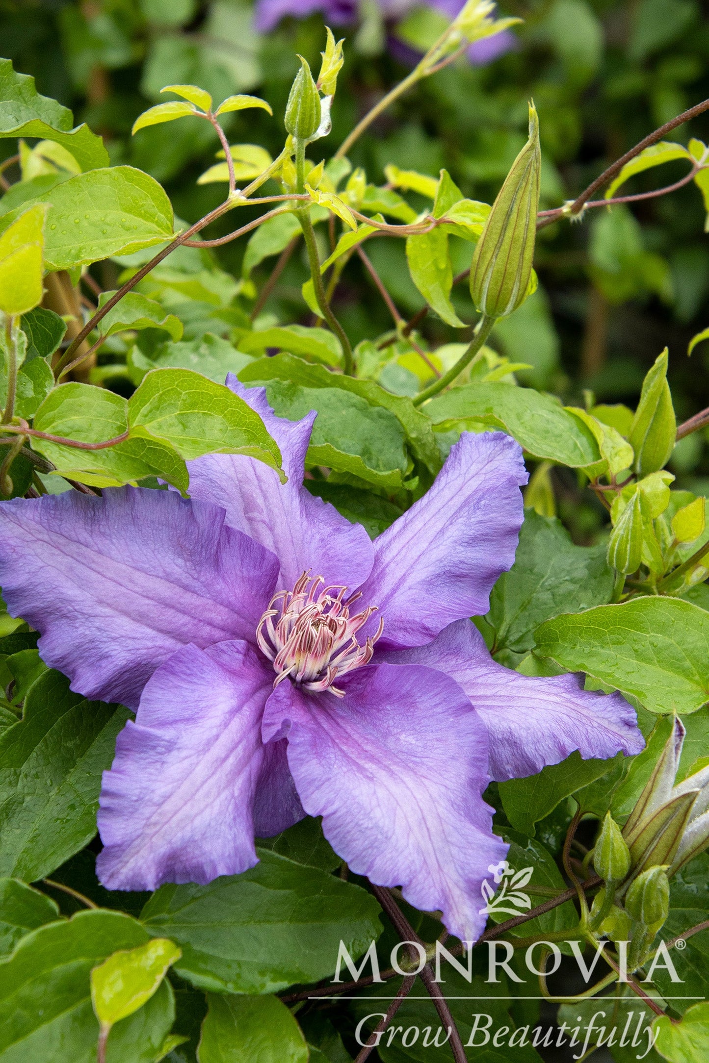 Clematis | Boulevard Clematis | Sacha - 2 Gallon