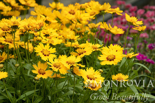 Coreopsis | Solanna Tickseed | Bright Touch - 1 Gallon
