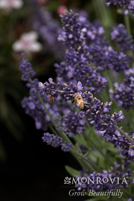 Lavandula | Aromatico Blue Improved Lavender - 1 Gallon
