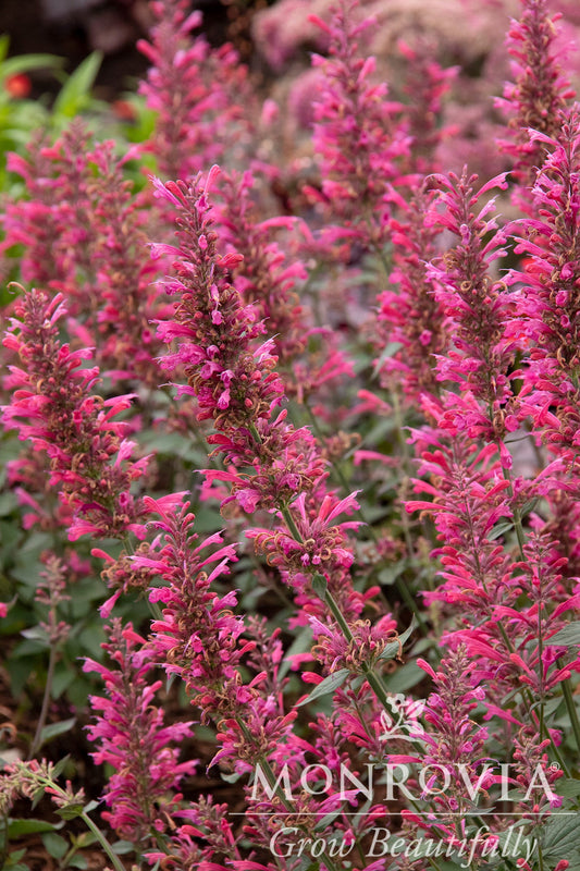 Agastache | Morello Hyssop - 1 Gallon