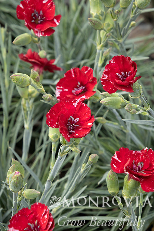 Dianthus | American Pie Dianthus | Cherry Pie - 1 Quart