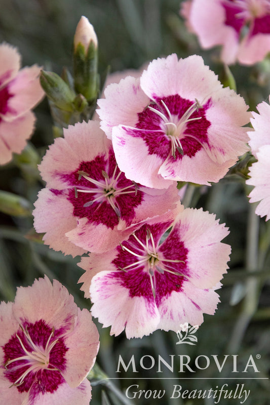 Dianthus | Scent from Heaven Dianthus | Angel of Peace - 1 Gallon