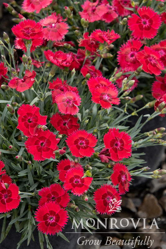 Dianthus | Fire Star Dianthus - 1 Gallon