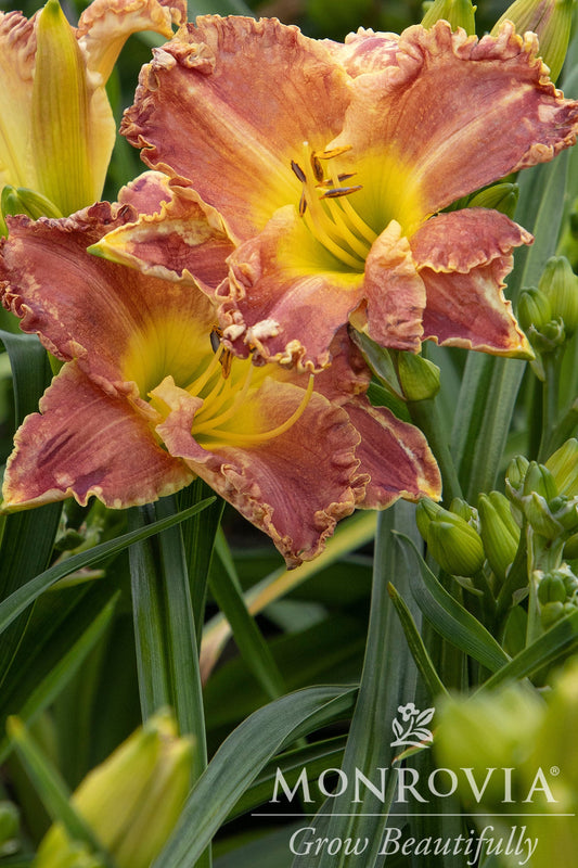Hemerocallis | Titan Skye Daylily - 1 Gallon