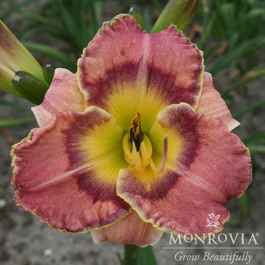 Hemerocallis | Raspberry Eclipse Daylily - 1 Gallon
