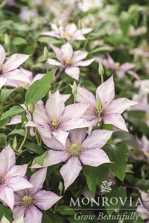 Clematis | Boulevard Clematis | Sally - 1 Gallon