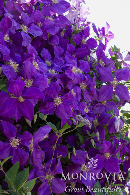 Clematis | Jackman's Superba Clematis - 1 Gallon