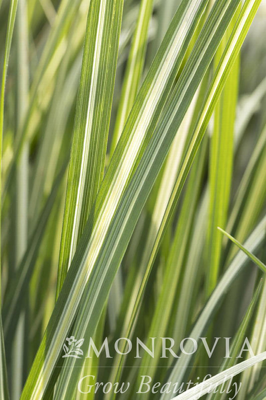 Calamagrostis | Avalanche Feather Reed Grass - 1 Gallon