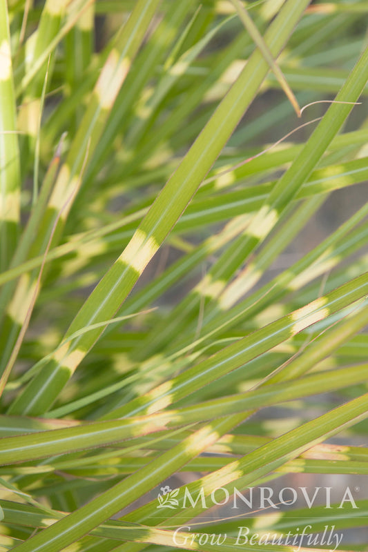Miscanthus | Little Zebra Grass - 1 Gallon
