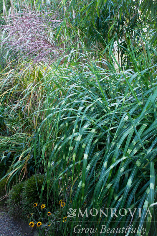 Miscanthus | Little Zebra Grass - 3 Gallon