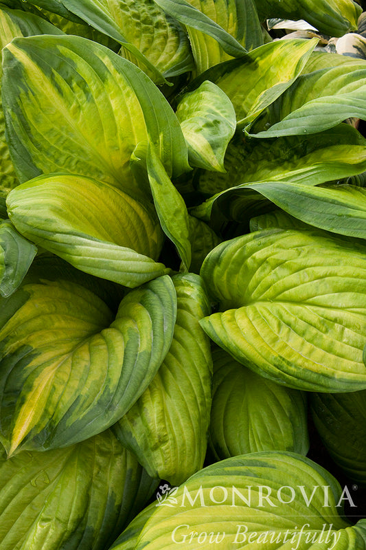 Hosta | Stained Glass Hosta