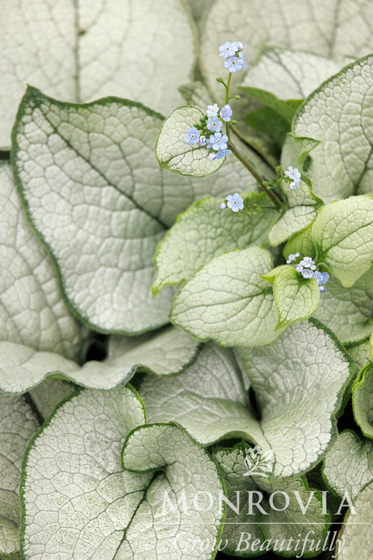 Brunnera | Alexandria Brunnera - 1 Gallon