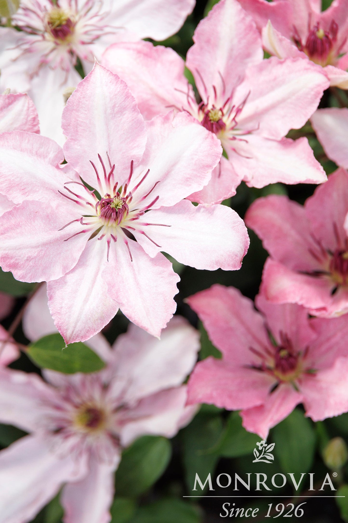 Clematis | Boulevard Clematis | Sarah Elizabeth - 2 Gallon