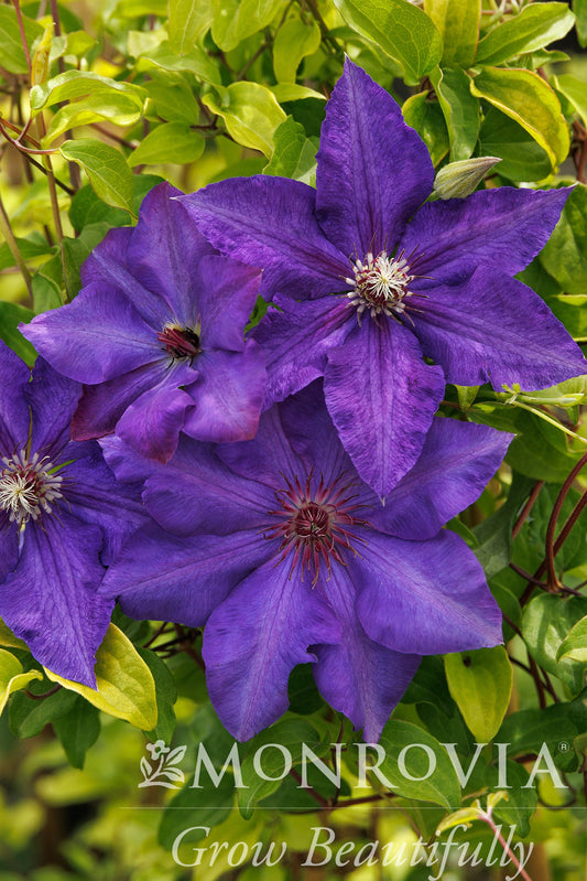 Clematis | Royal Cascade Clematis - 1 Gallon