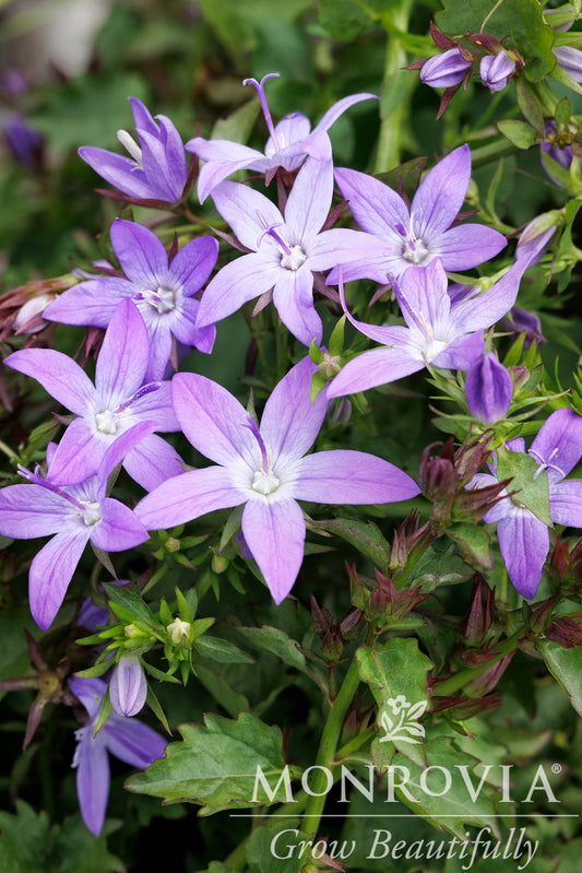 Campanula | Arctic Falls Serbian Bellflower - 1 Gallon