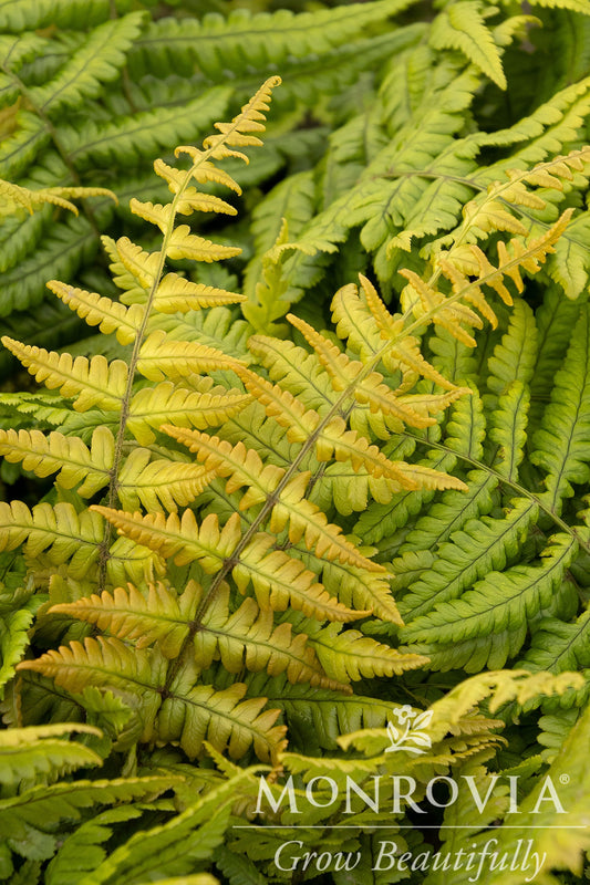 Dryopteris | Jurassic Gold Wood Fern - 1 Gallon