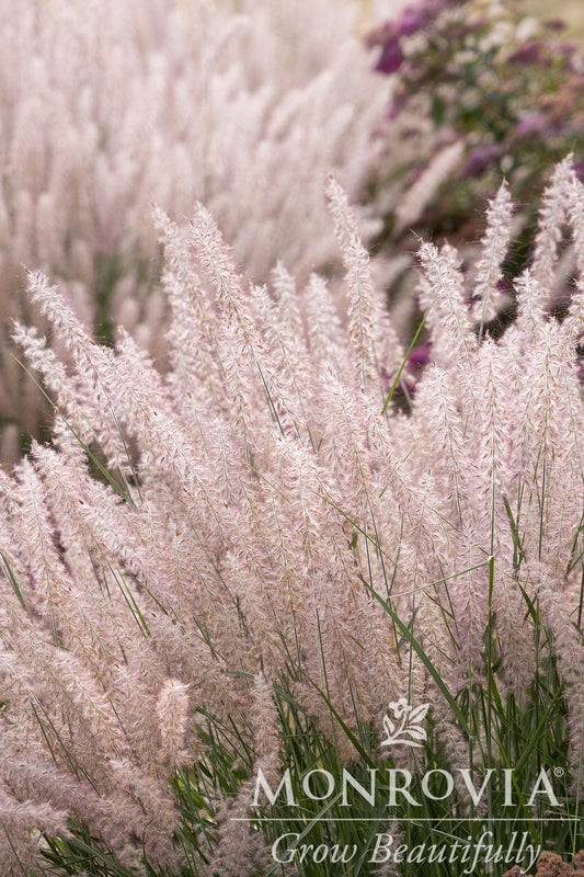 Pennisetum | Karley Rose Fountain Grass - 1 Gallon