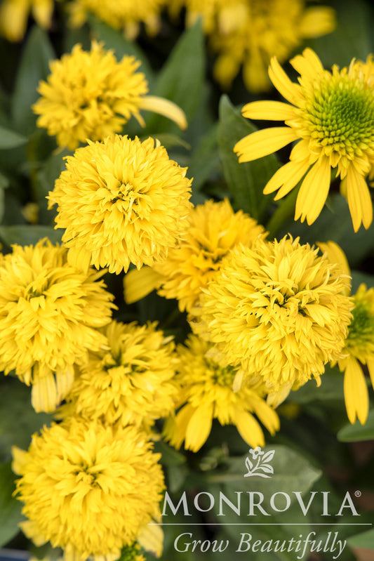 Echinacea | Sunny Days Coneflower | Lemon - 1 Gallon