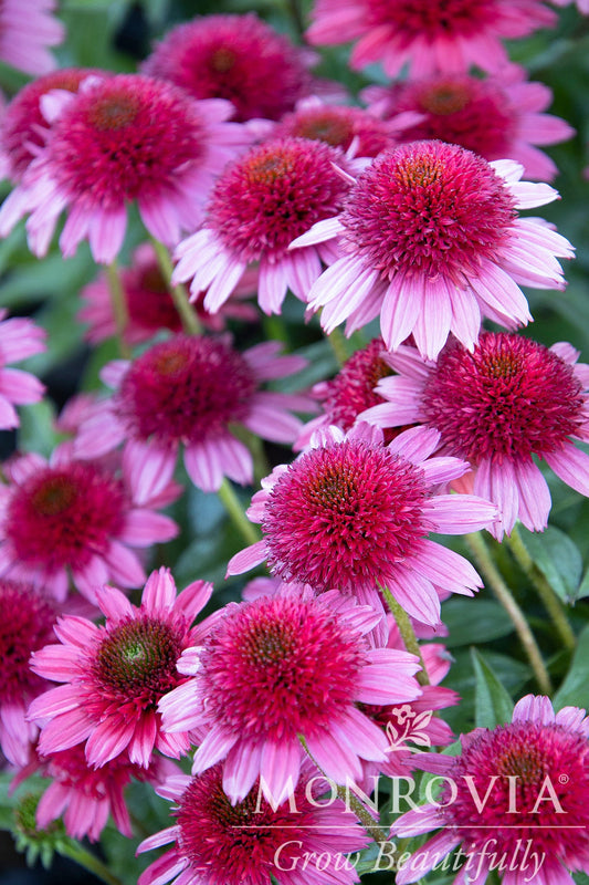 Echinacea | Sunny Days Coneflower | Ruby - 1 Gallon