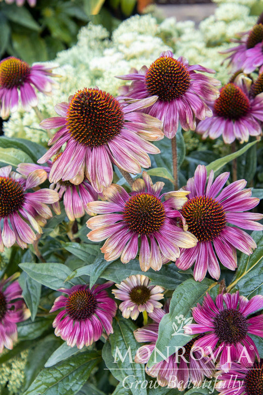 Echinacea | Sweet Sandia Coneflower - 1 Gallon