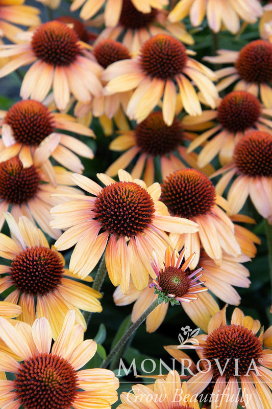 Echinacea | Prima Coneflower | Tiger - 1 Gallon