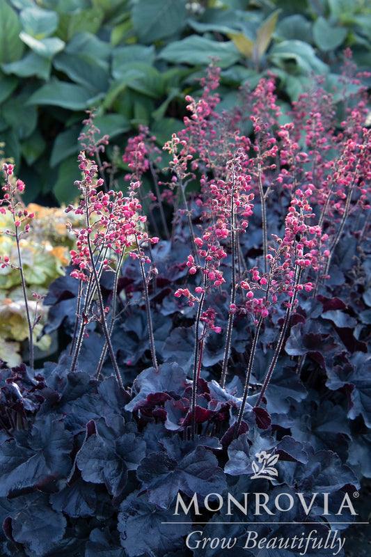 Heuchera | Black Forest Cake Coral Bells