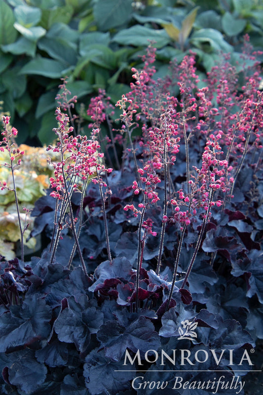 Heuchera | Black Forest Cake Coral Bells - 1 Gallon