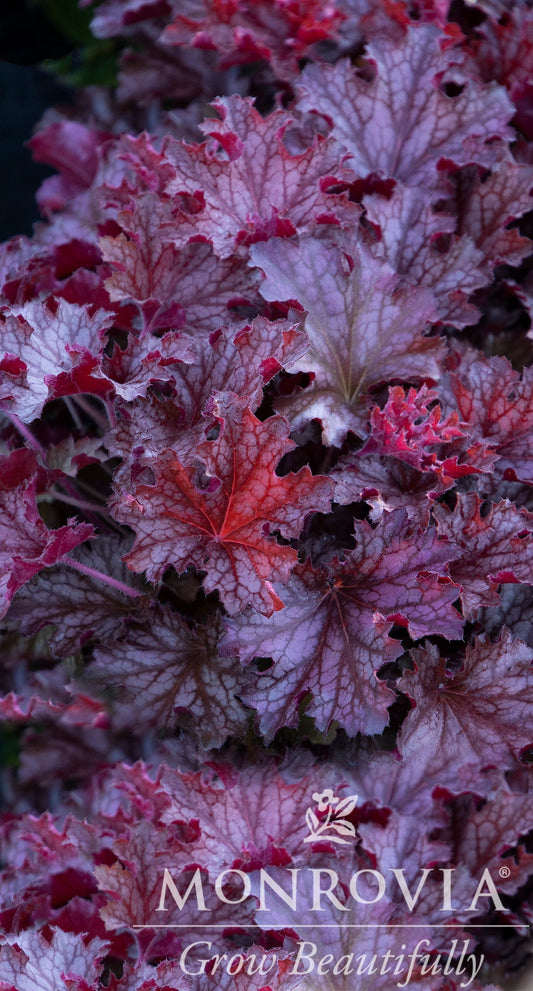 Heuchera | Ruby Tuesday Coral Bells - 1 Gallon
