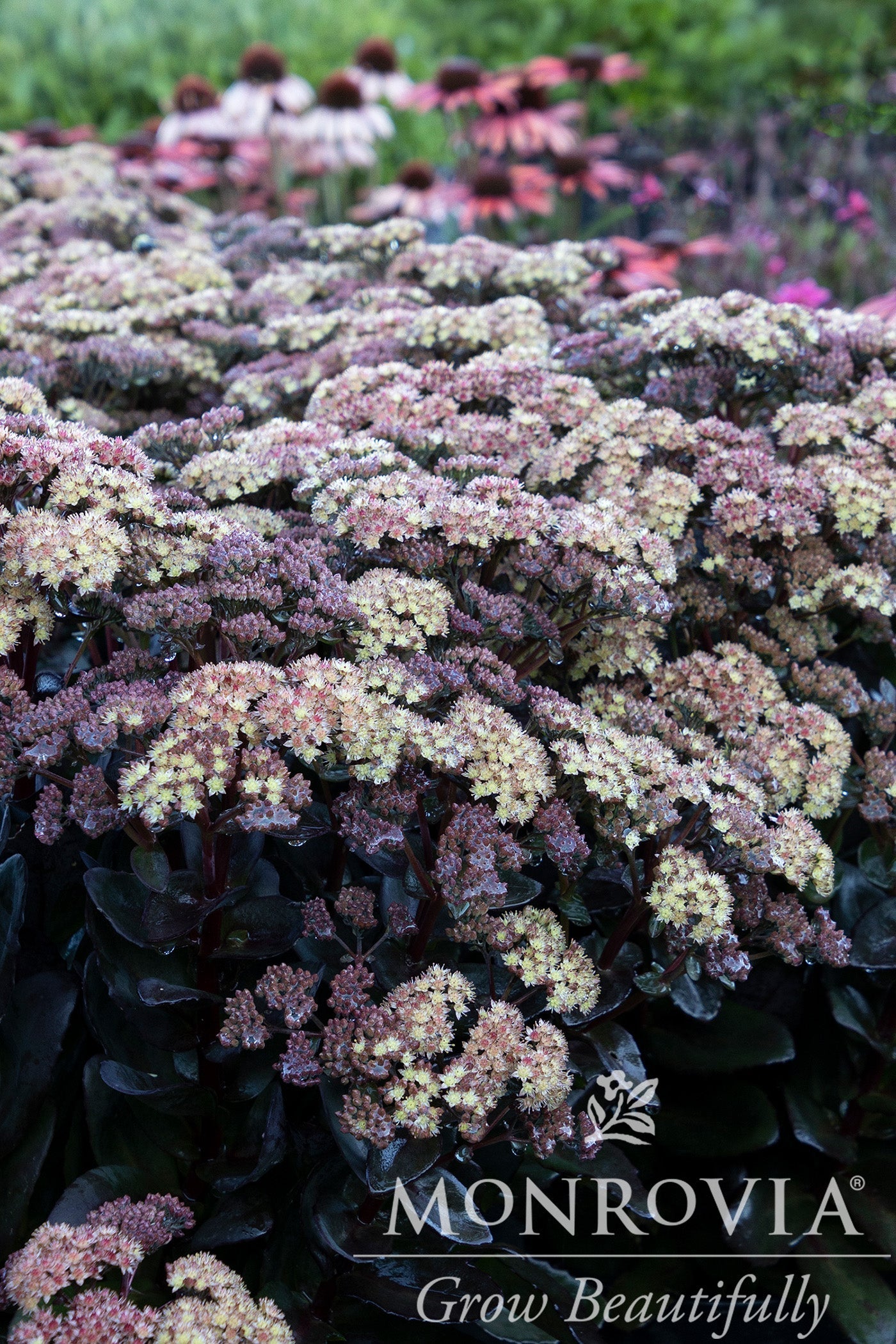 Sedum | Conga Line Stonecrop - 1 Gallon