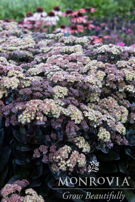 Sedum | Conga Line Stonecrop - 1 Gallon