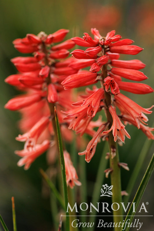 Kniphofia | Poco | Red - 1 Gallon