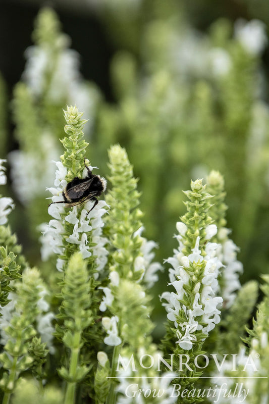 Salvia | Apex Meadow Sage | White - 1 Gallon
