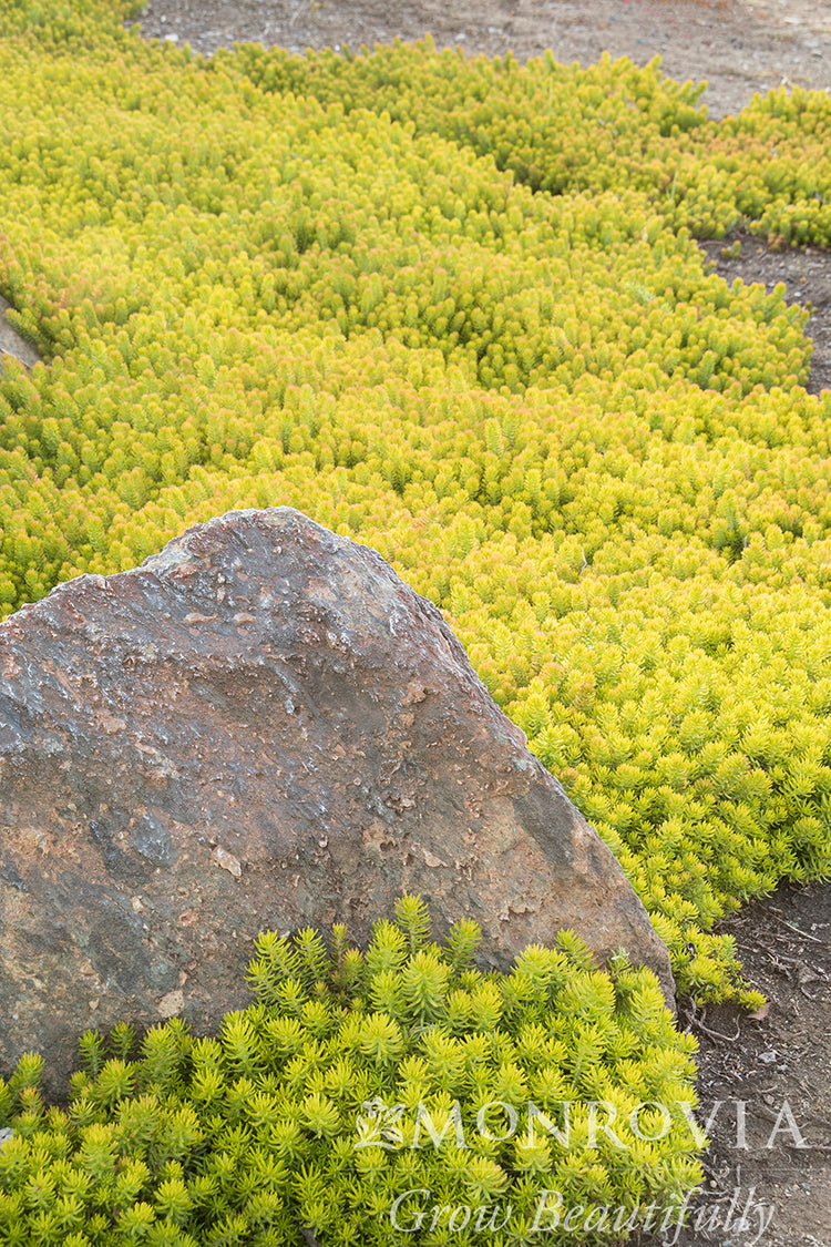 Sedum | Angelina Stonecrop