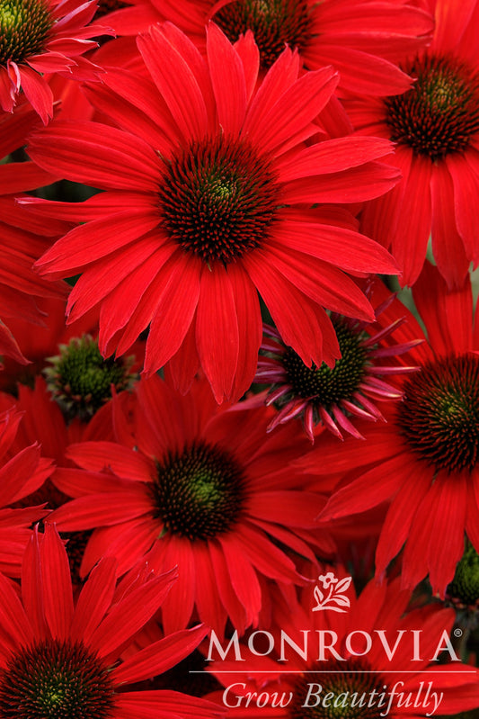 Echinacea | Kismet Coneflower | Pink Lemonade - 1 Gallon