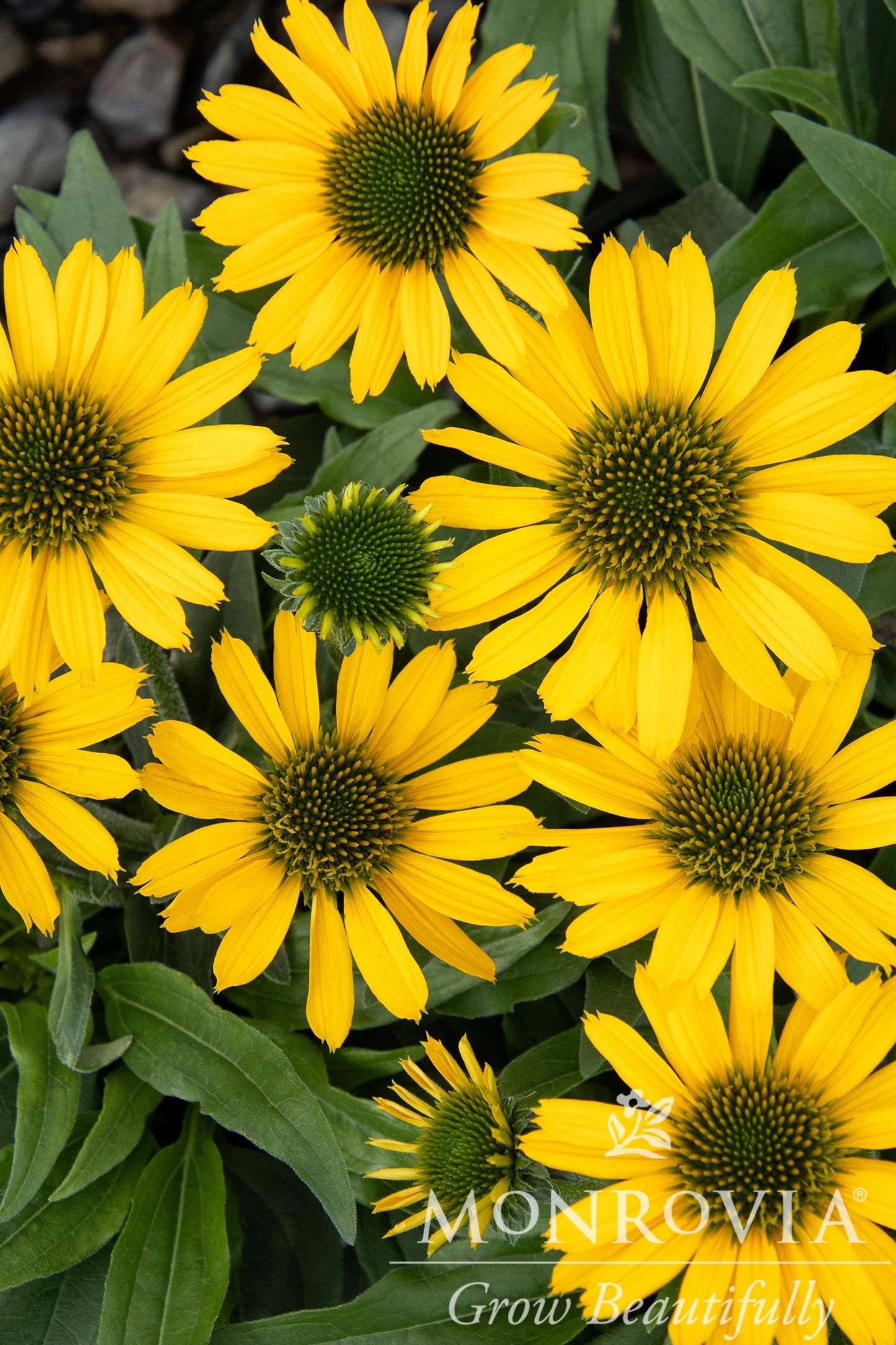 Echinacea | Kismet Coneflower | Yellow - 1 Gallon