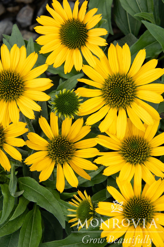 Echinacea | Kismet Coneflower | Yellow - 1 Gallon