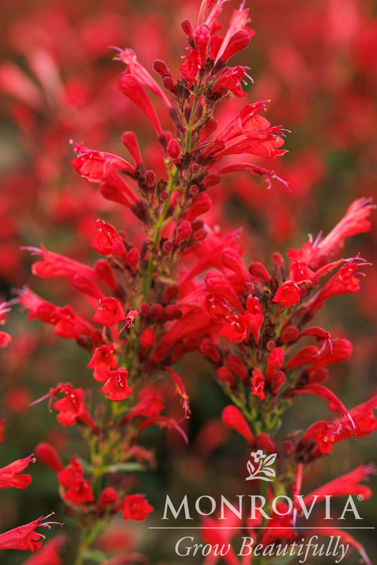 Agastache | Kudos Hummingbird Mint | Red - 1 Quart