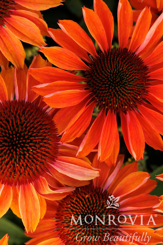 Echinacea | Prima Coneflower | Ginger - 1 Gallon