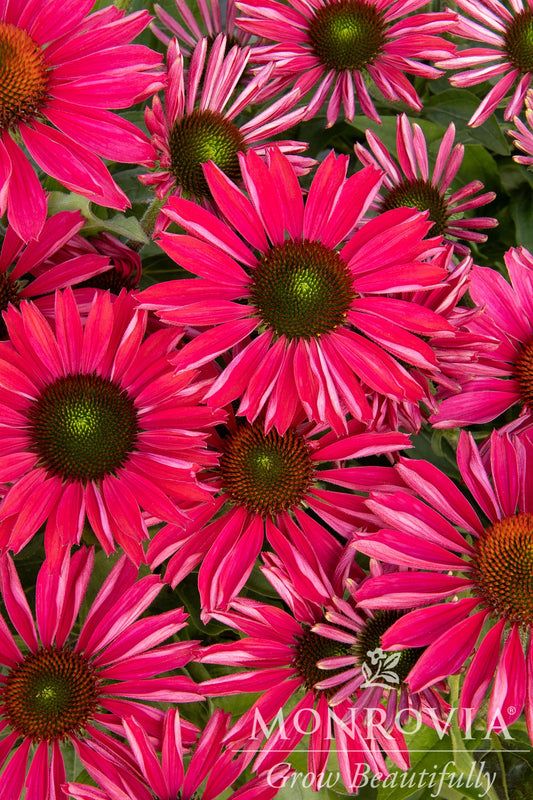 Echinacea | Kismet Coneflower | Intense Orange - 1 Gallon